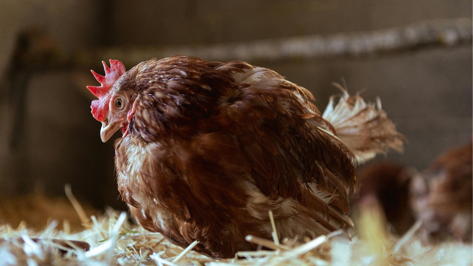 When Do Chickens Lay Their First Egg?