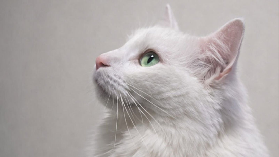 Essential Grooming Tips for Long-Haired Cats