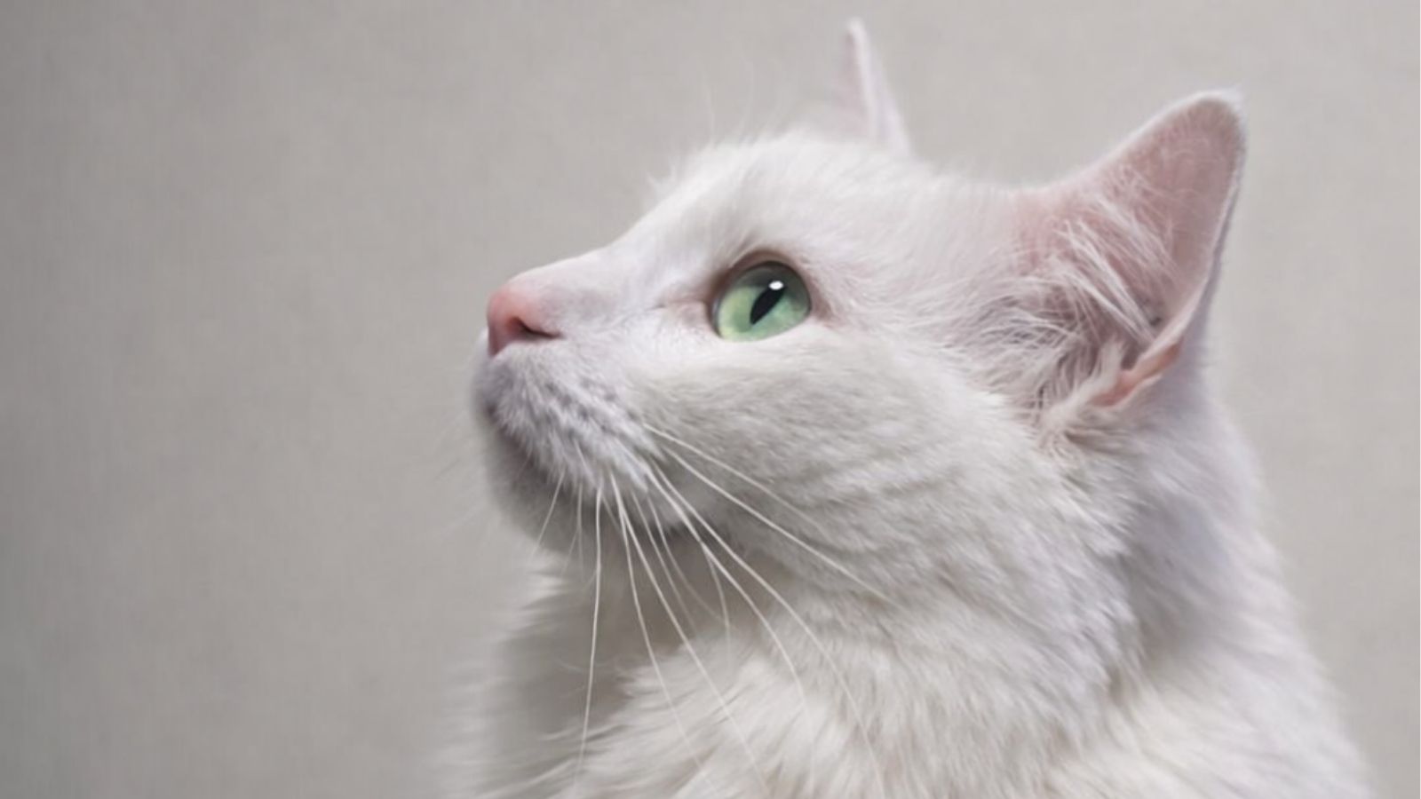 Essential Grooming Tips for Long-Haired Cats