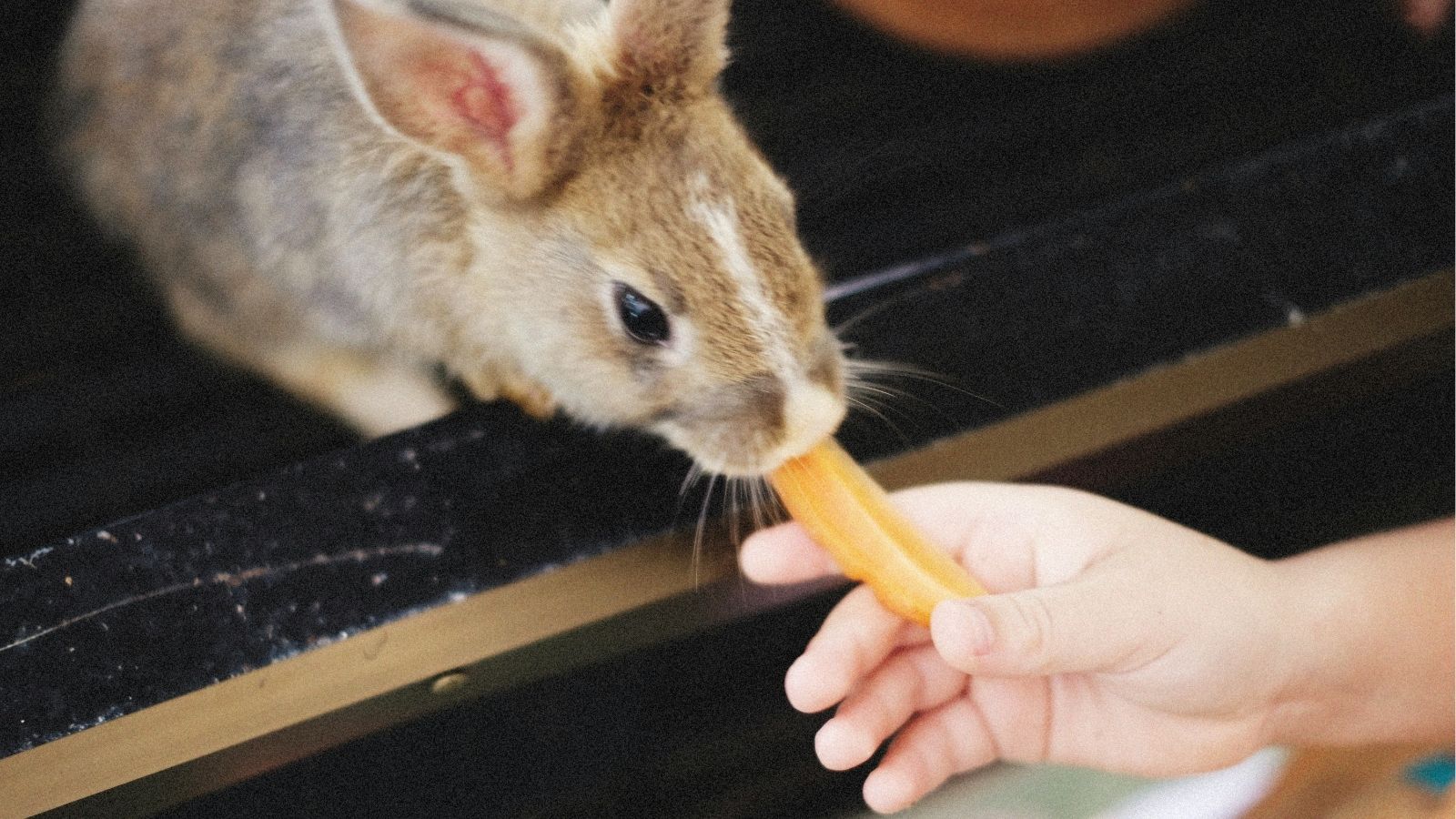 How to Create a Compassionate, Trauma-Responsive Home for Rescued Rabbits