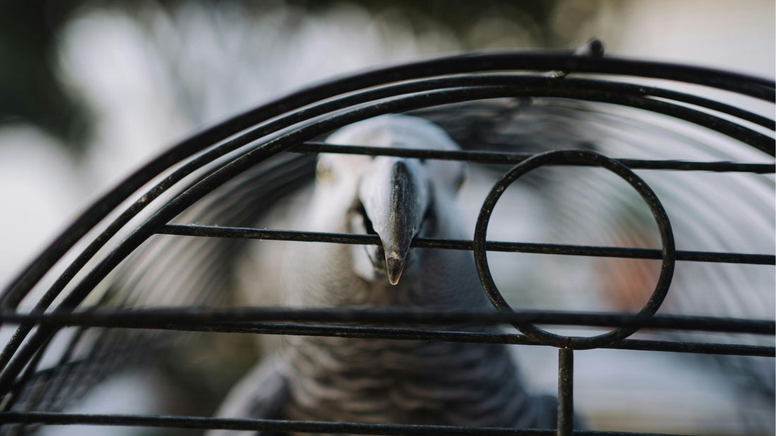 Why Parrot Beak Strength Matters When Selecting Toys