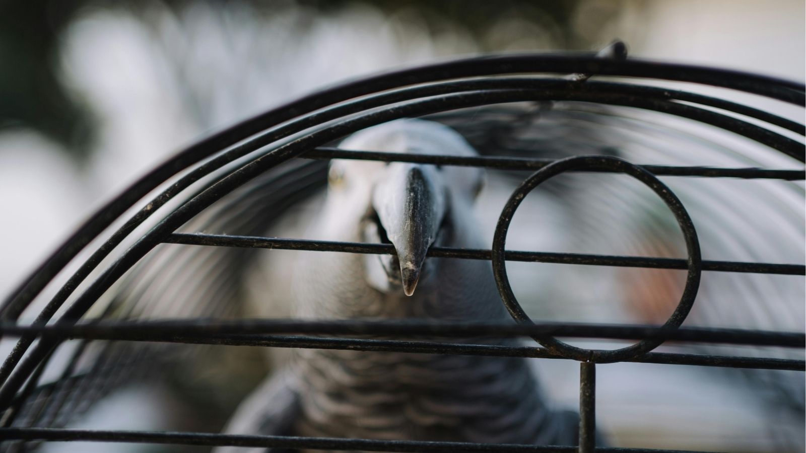 Why Parrot Beak Strength Matters When Selecting Toys