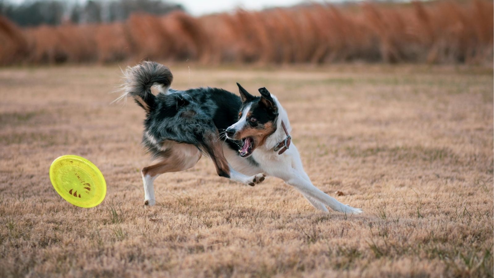 How to Measure Progress in Your Dog’s Training