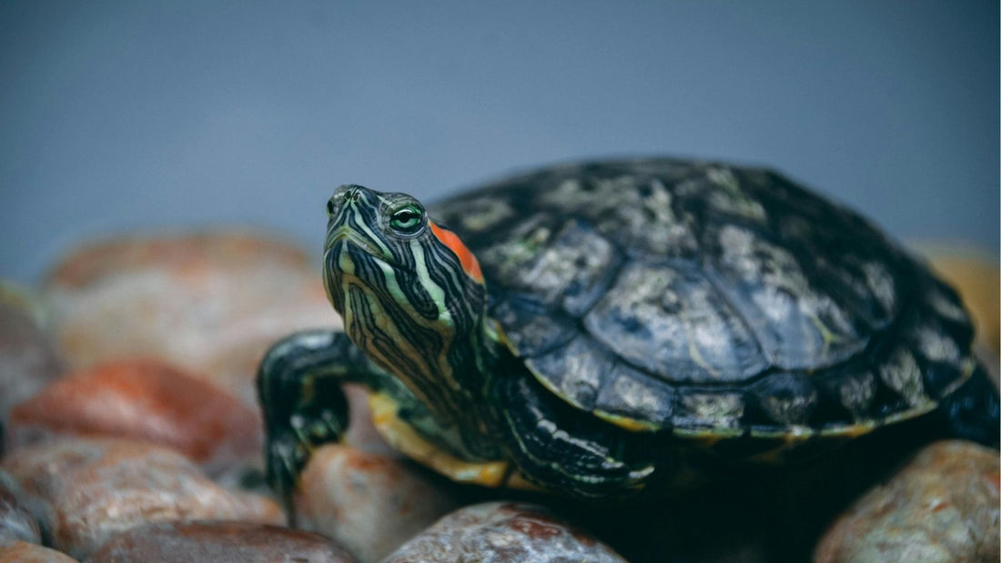 Why The Red-Eared Slider Is One of the World’s Most Problematic Species