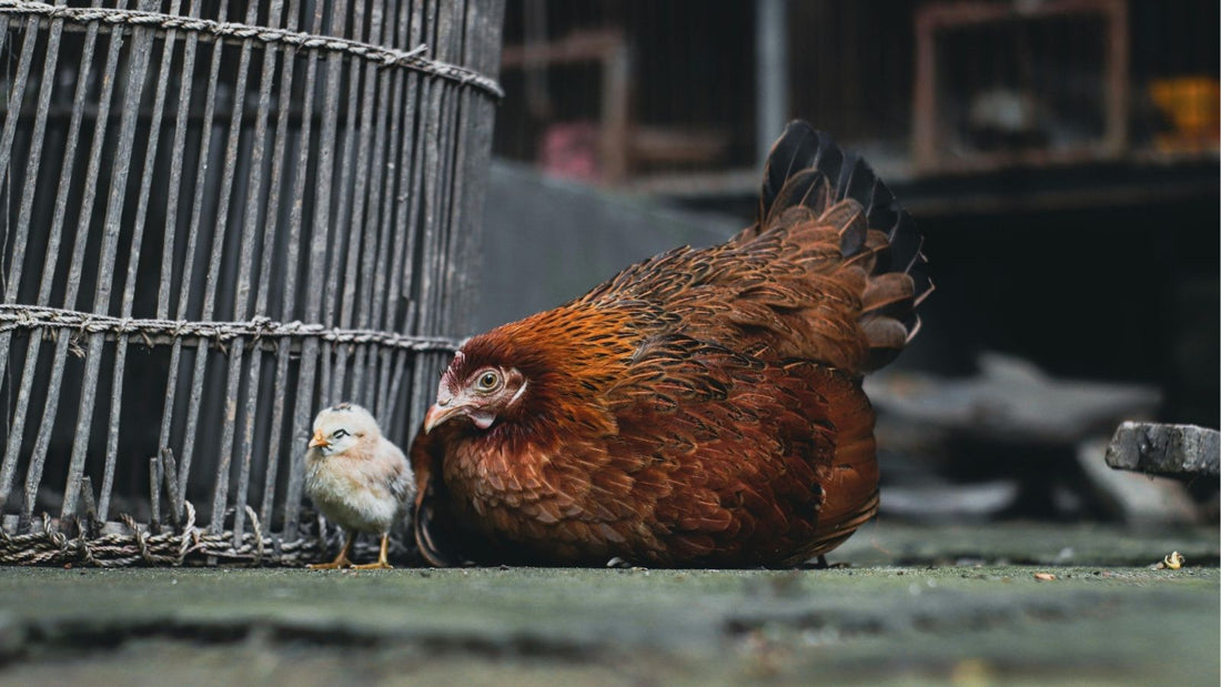 A Beginner’s Guide to Identifying Chicken Sex