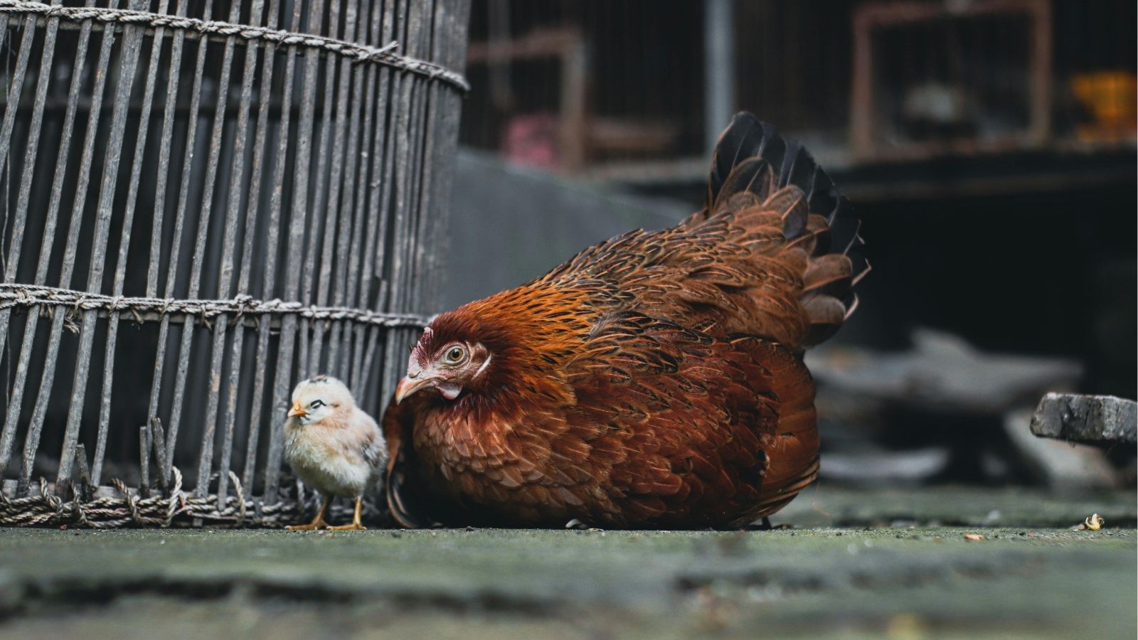 A Beginner’s Guide to Identifying Chicken Sex