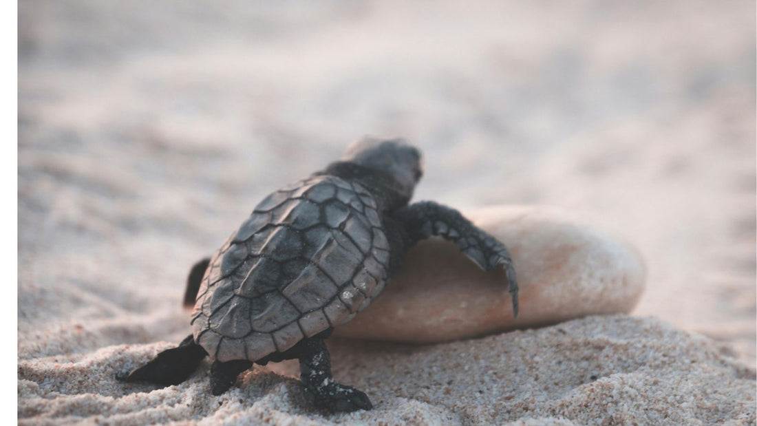 Starting Out with a Pet Turtle