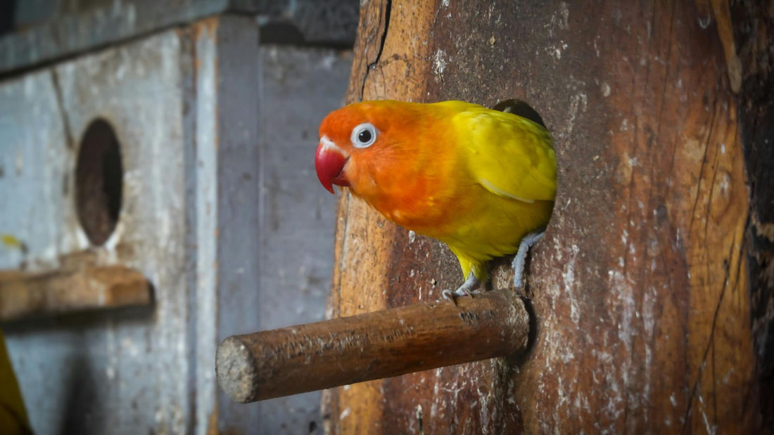 How to Choose Safe Toys for Your Bird