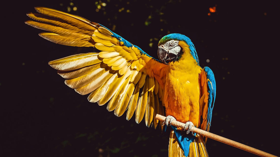 How to Stop Feather Plucking in Pet Birds