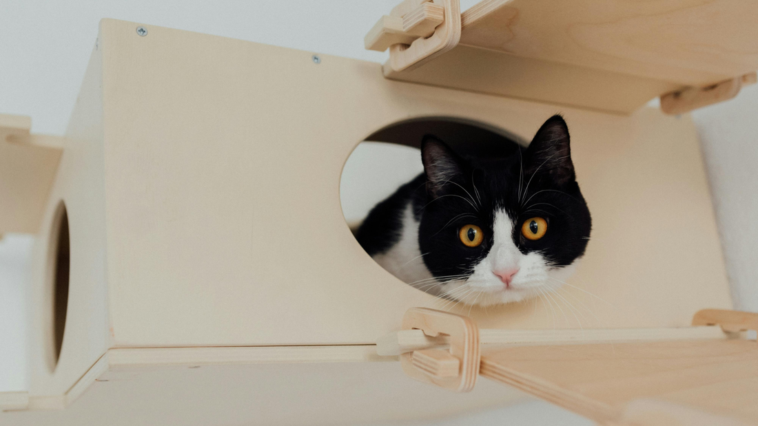 The Best Ways to Enrich Your Cat’s Environment at Home