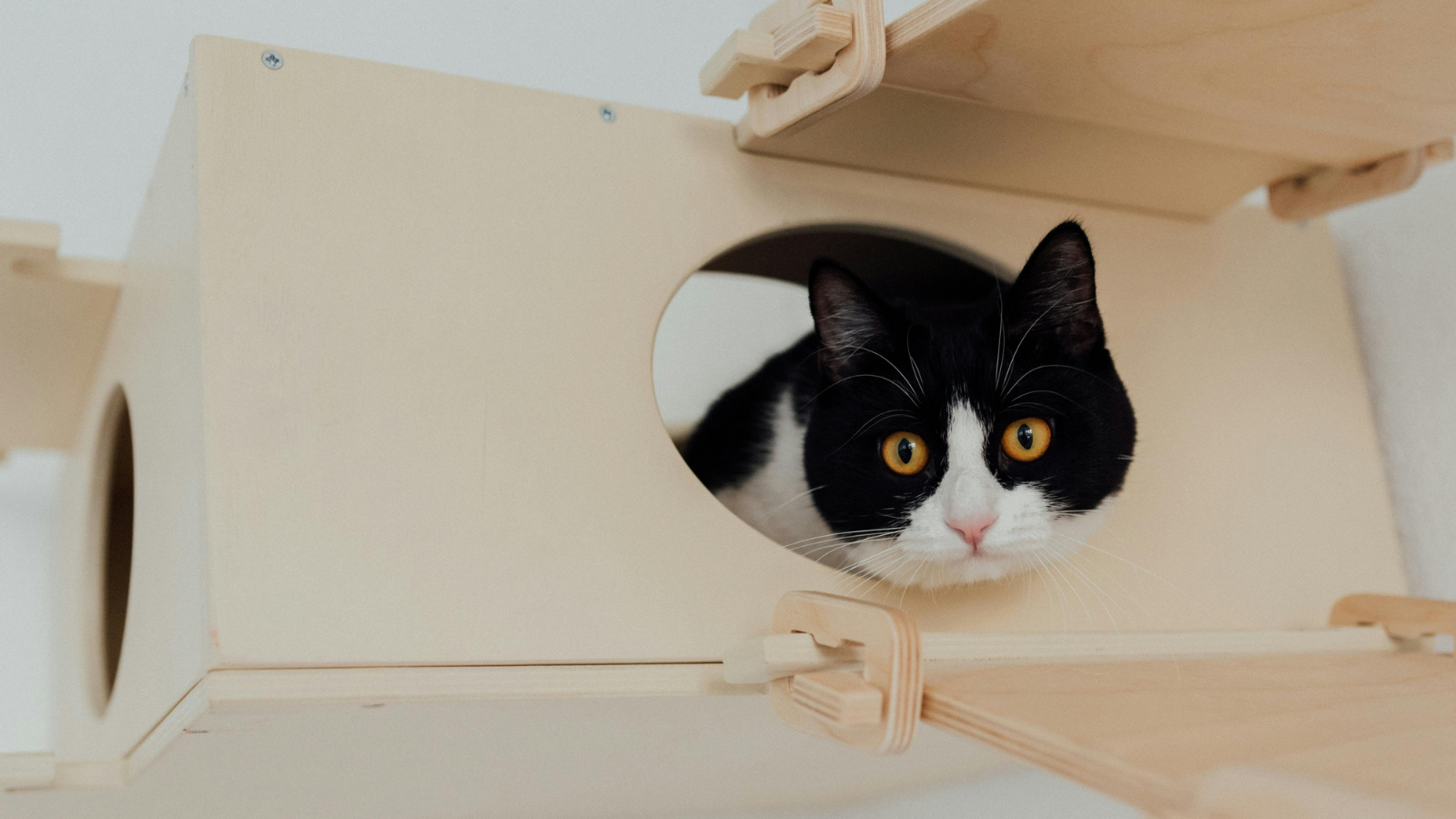 The Best Ways to Enrich Your Cat’s Environment at Home