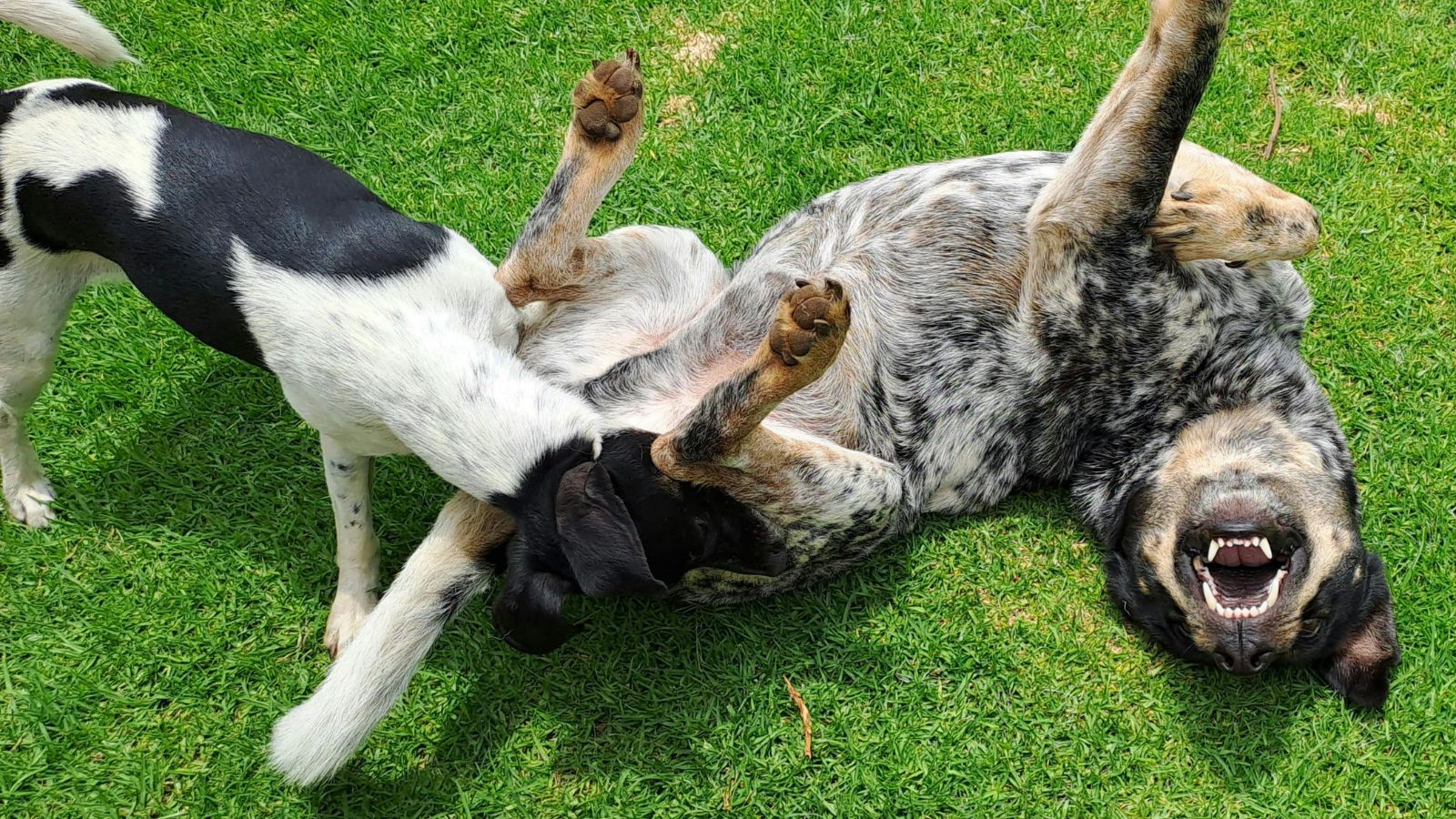 Healthy Weight Guide for Dogs by Size and Breed