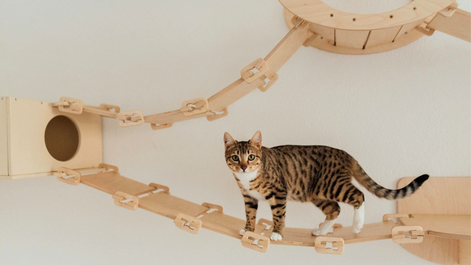 How to Create Vertical Space for Cats in Small Homes