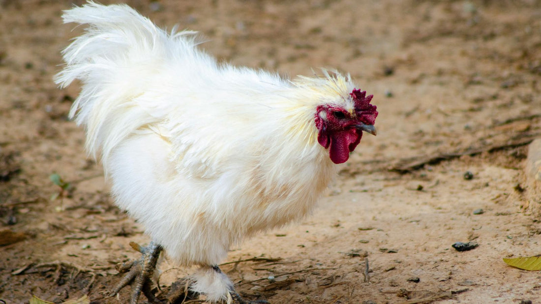 A Complete Guide to Safe Foods for Chickens