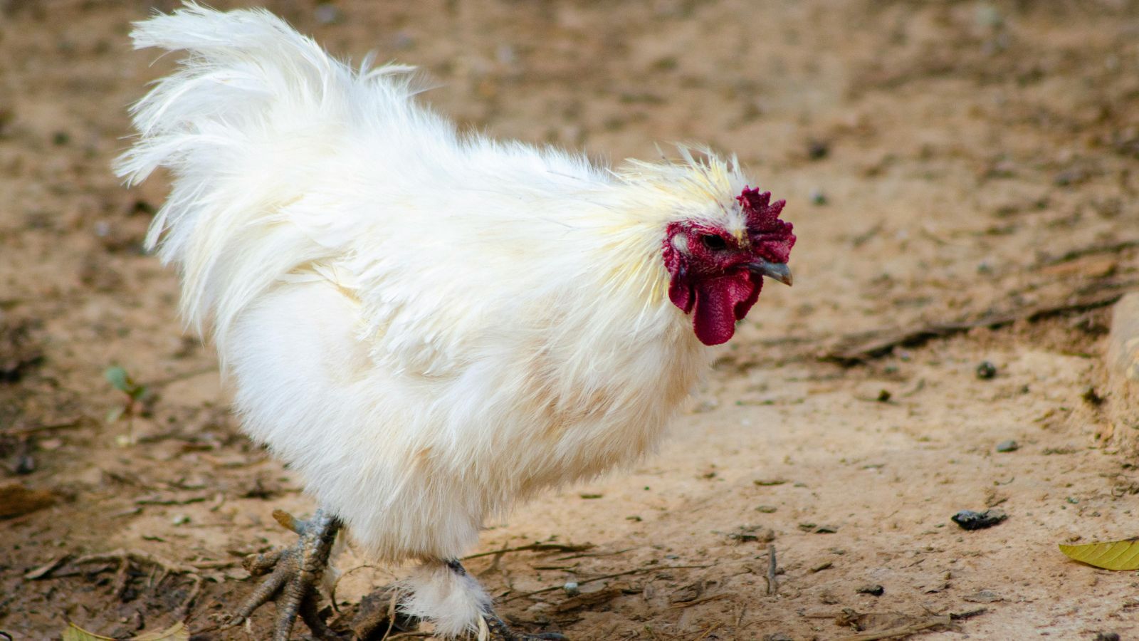A Complete Guide to Safe Foods for Chickens