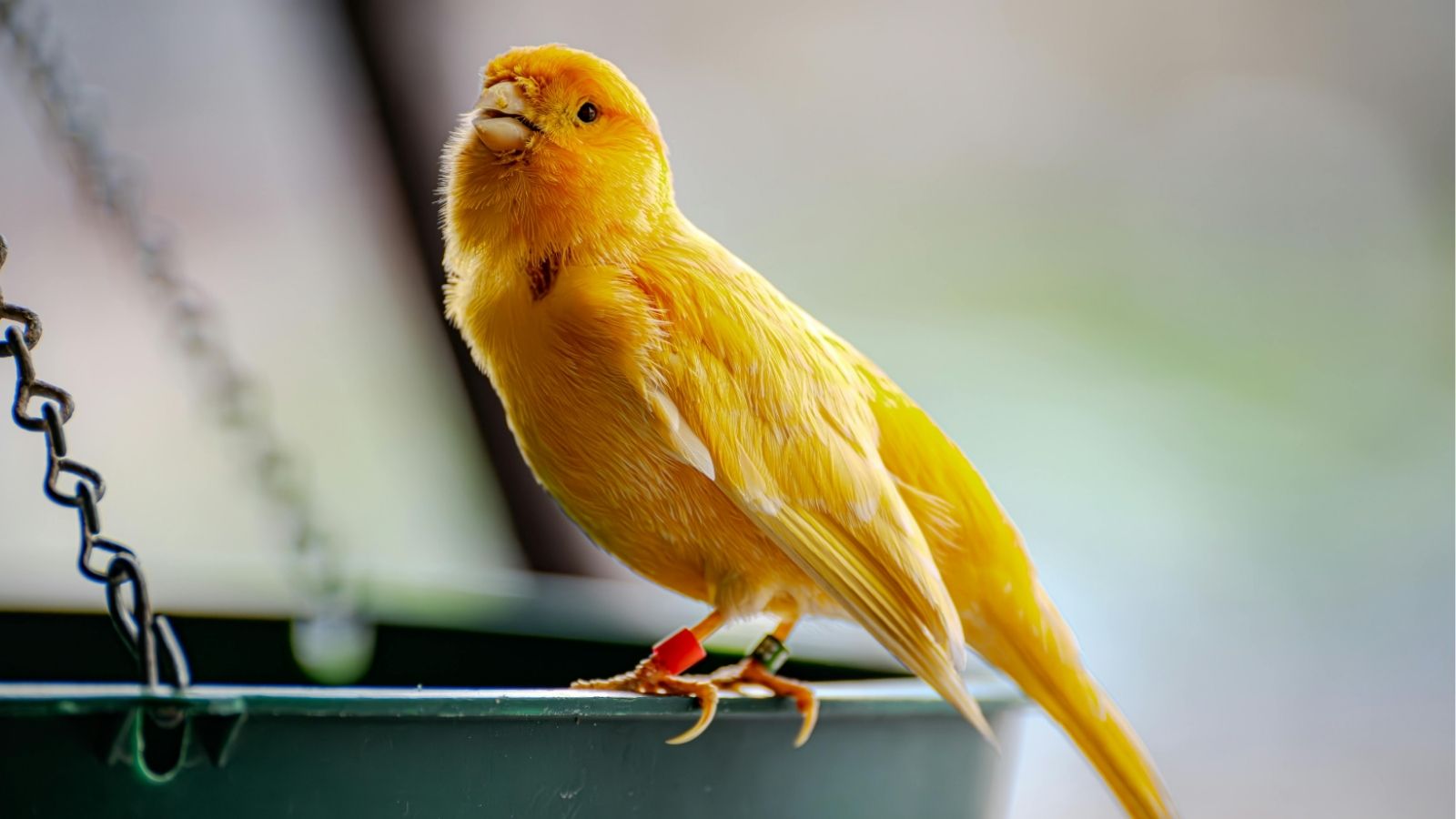 The Truth About Keeping Canaries as Pets