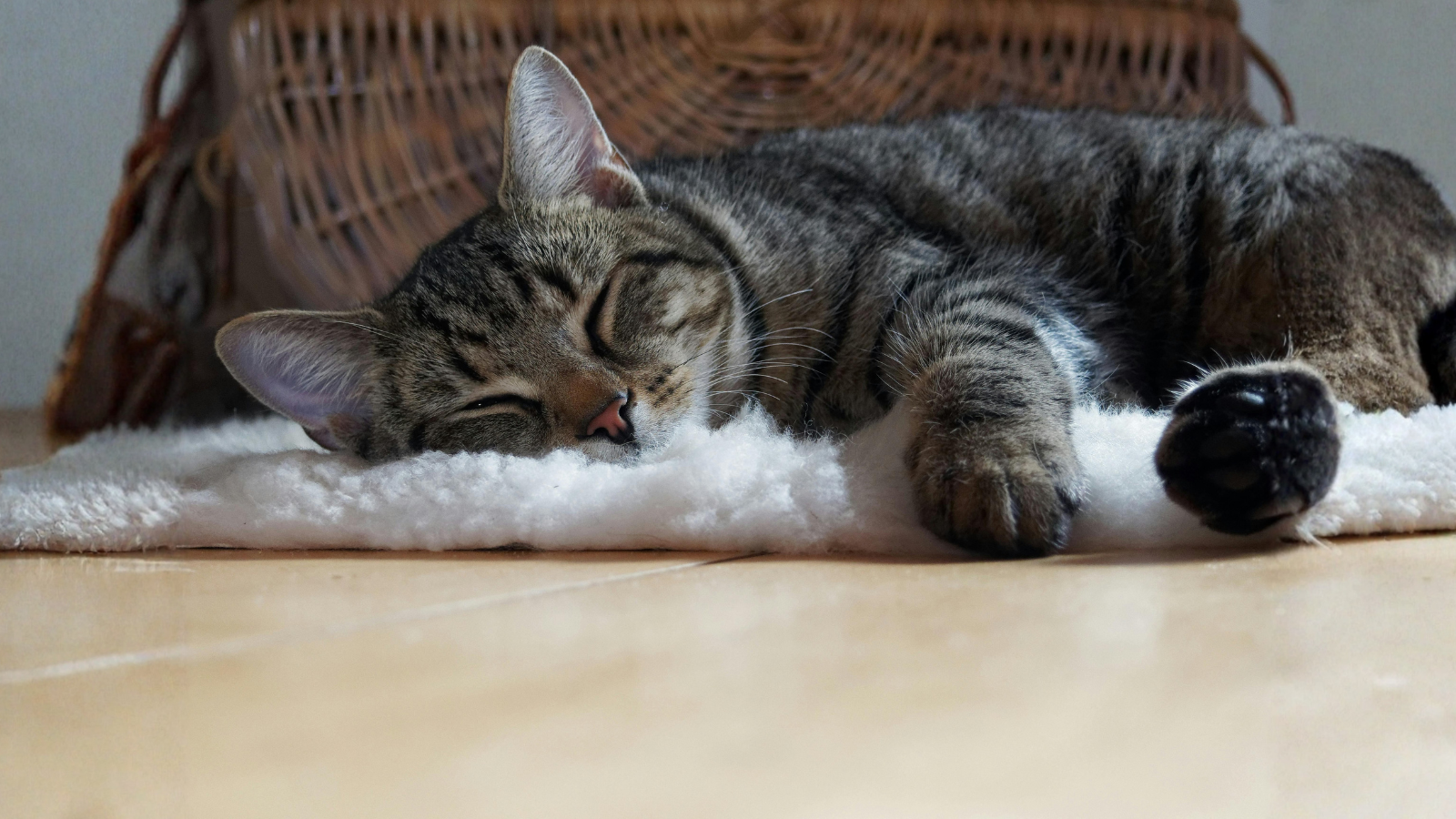 Why Your Cat Wakes You Up at Night — And How to Stop It