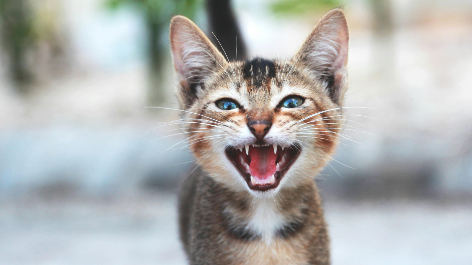 What Different Cat Meows Actually Mean