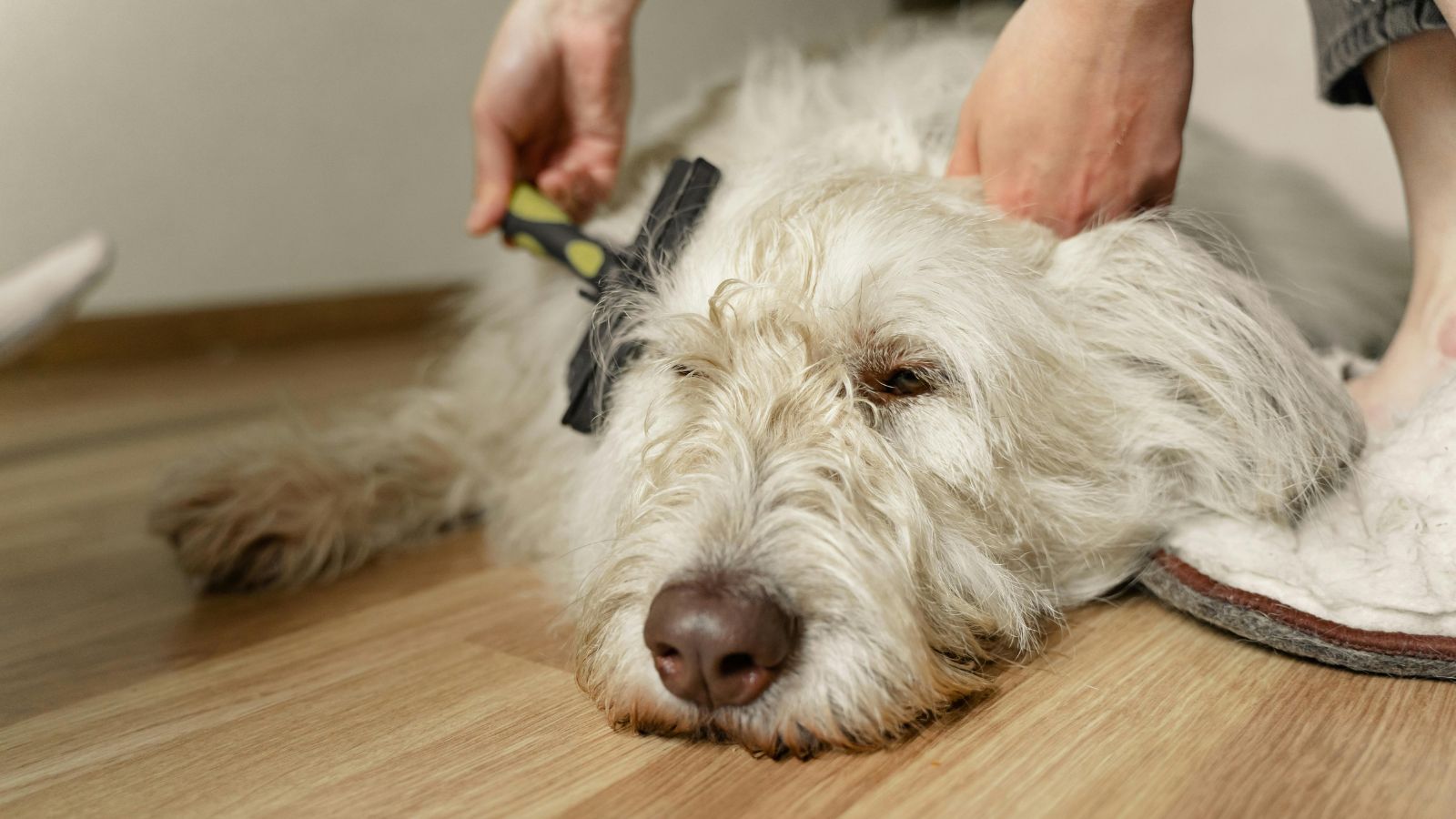 What to Do If Your Dog Hates Being Groomed