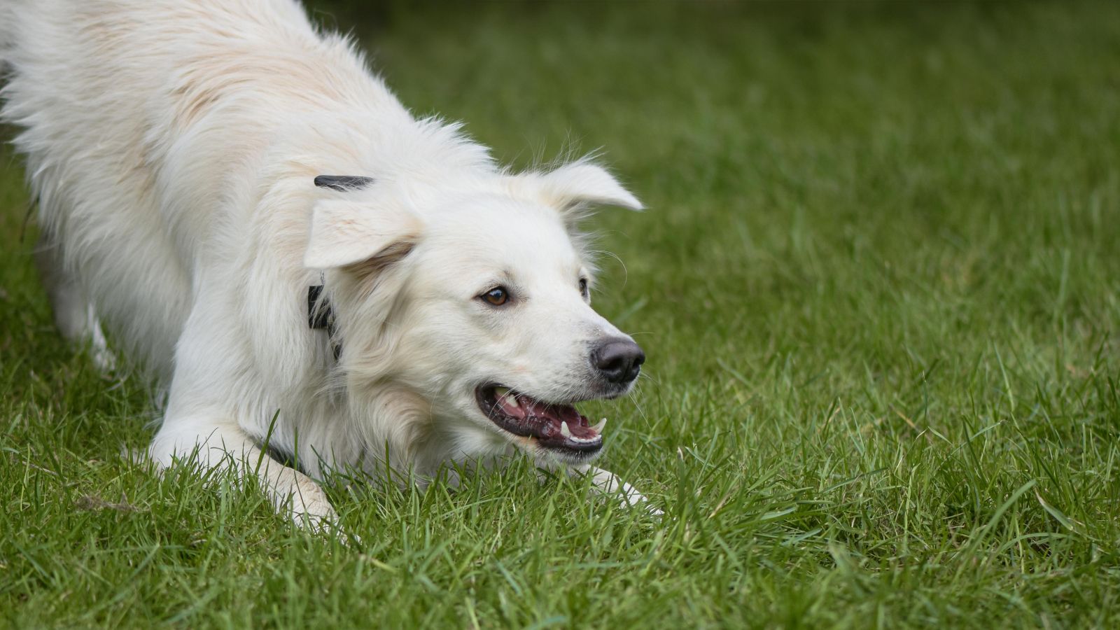 Signs Your Dog Is Overstimulated
