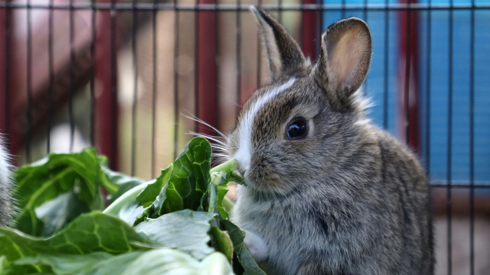 A Simple Guide to Keeping Your Bunny Fit