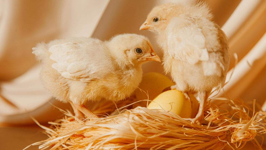 Why Your Chickens Stopped Laying Eggs (Common Causes)