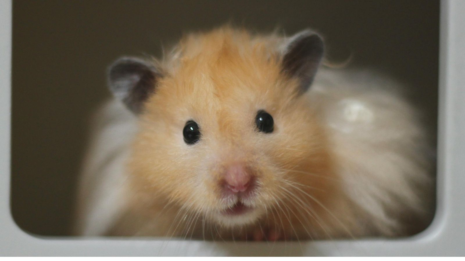 What Nocturnal Really Means for Hamster Care (And How to Keep Them Happy at Night)