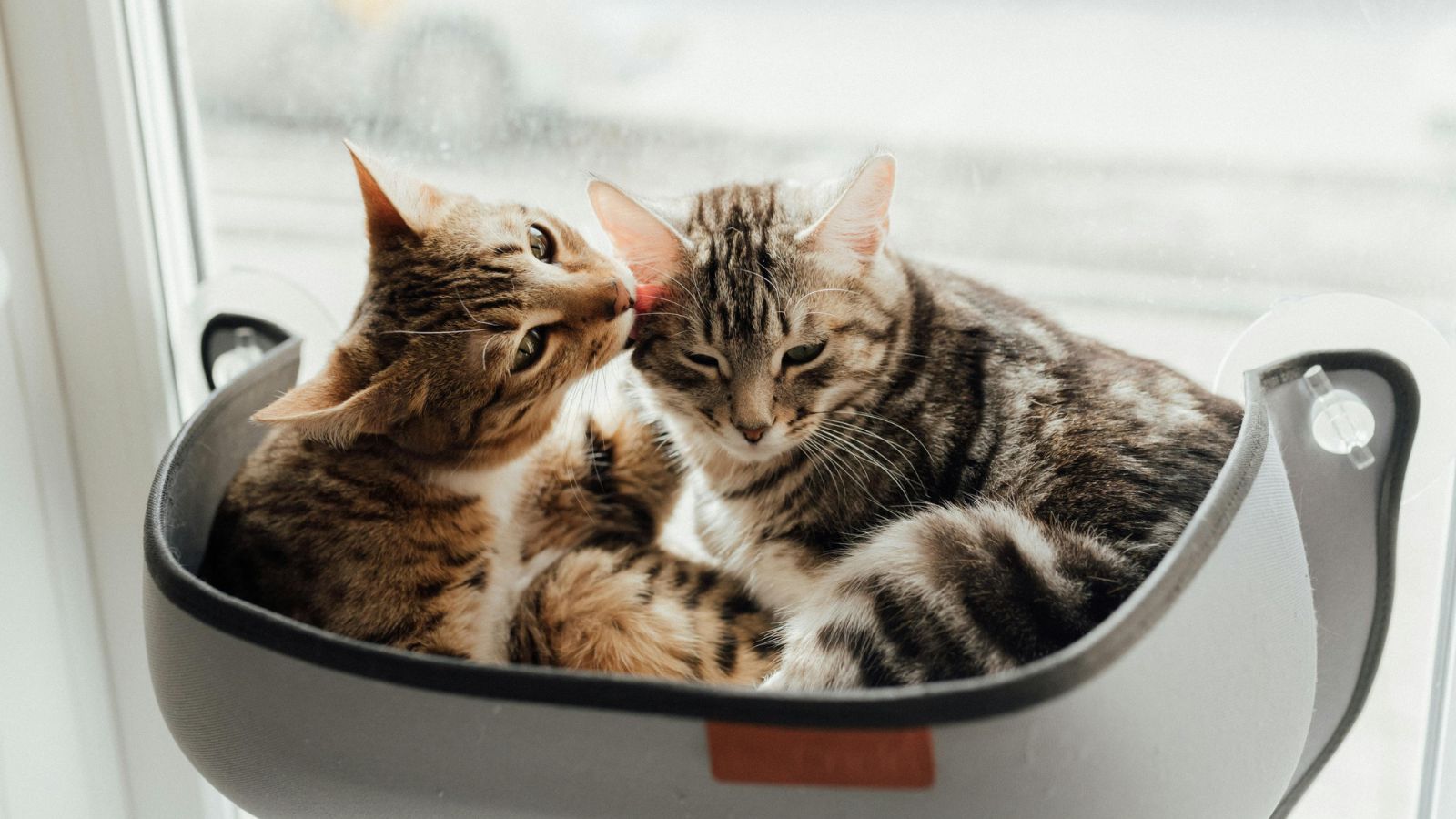 How to Create the Perfect Indoor Cat Routine for a Happier, Healthier ...