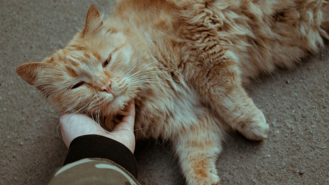 How to Naturally Reduce Cat Shedding