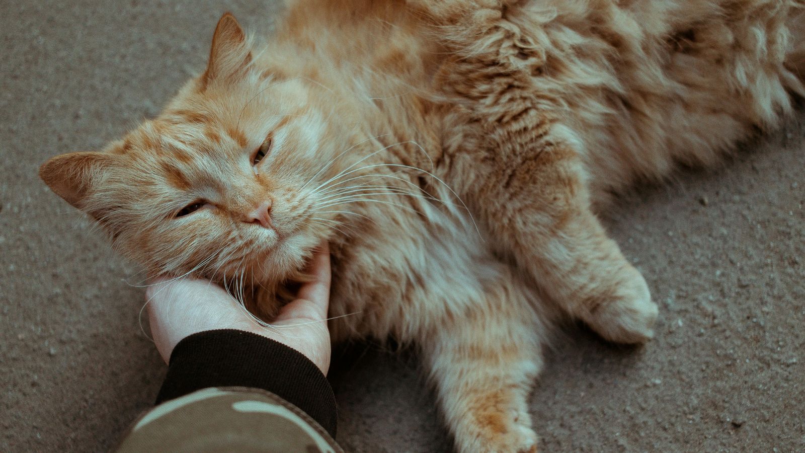 How to Naturally Reduce Cat Shedding