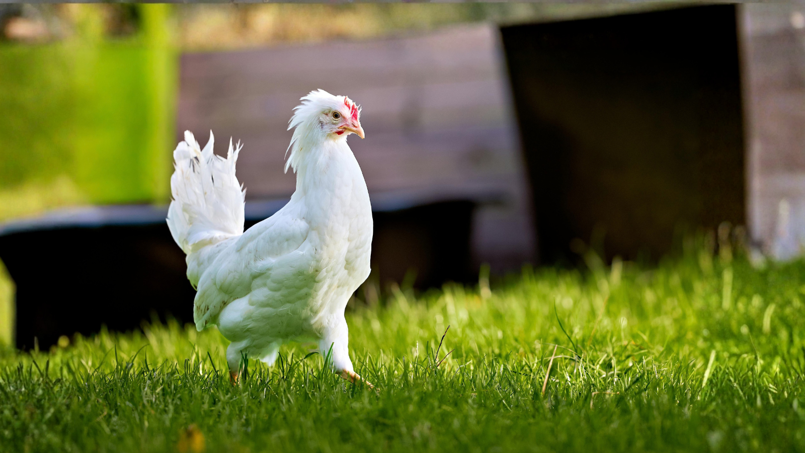 Signs Your Chickens Are Stressed or Unhappy