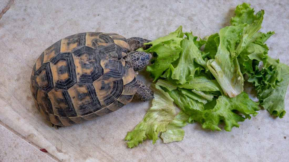 Common Feeding Mistakes in Pet Reptiles
