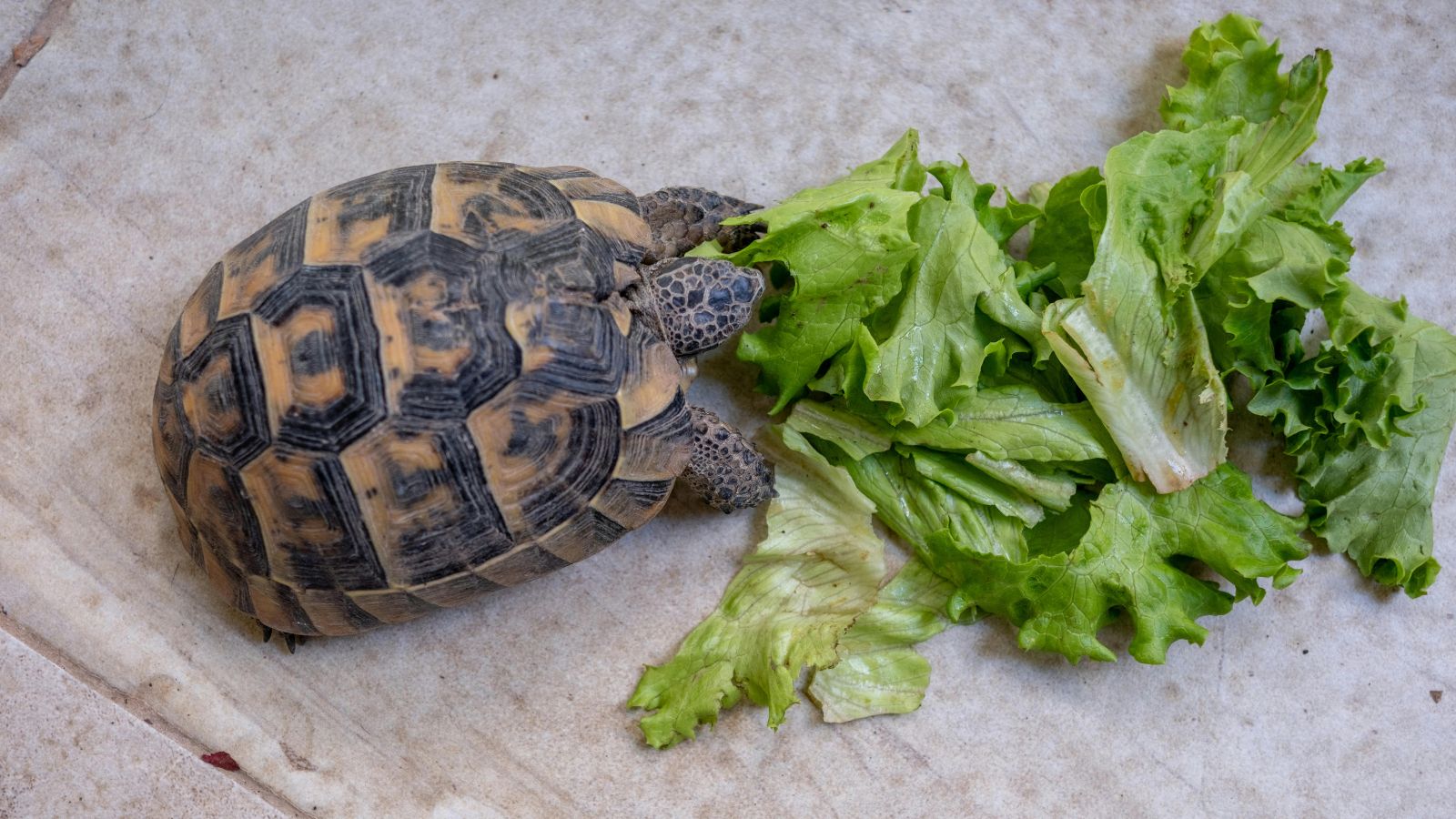 Common Feeding Mistakes in Pet Reptiles
