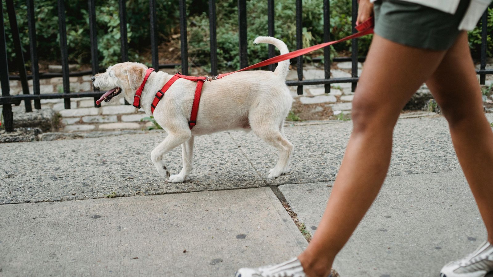 Essential Tools Every Animal Trainer Needs