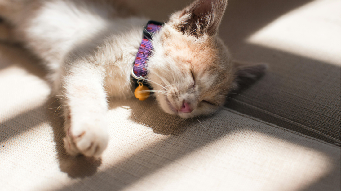 How to Keep Your Cat Happy, Healthy, and Mentally Stimulated