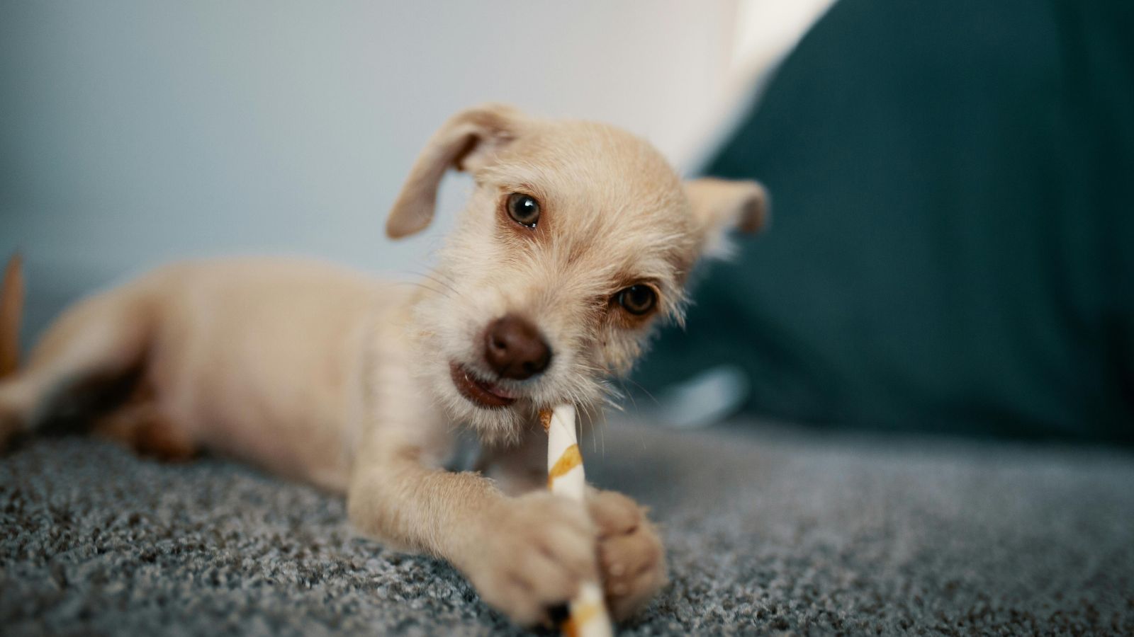 Caring for Your Dog Starts with the Right Diet