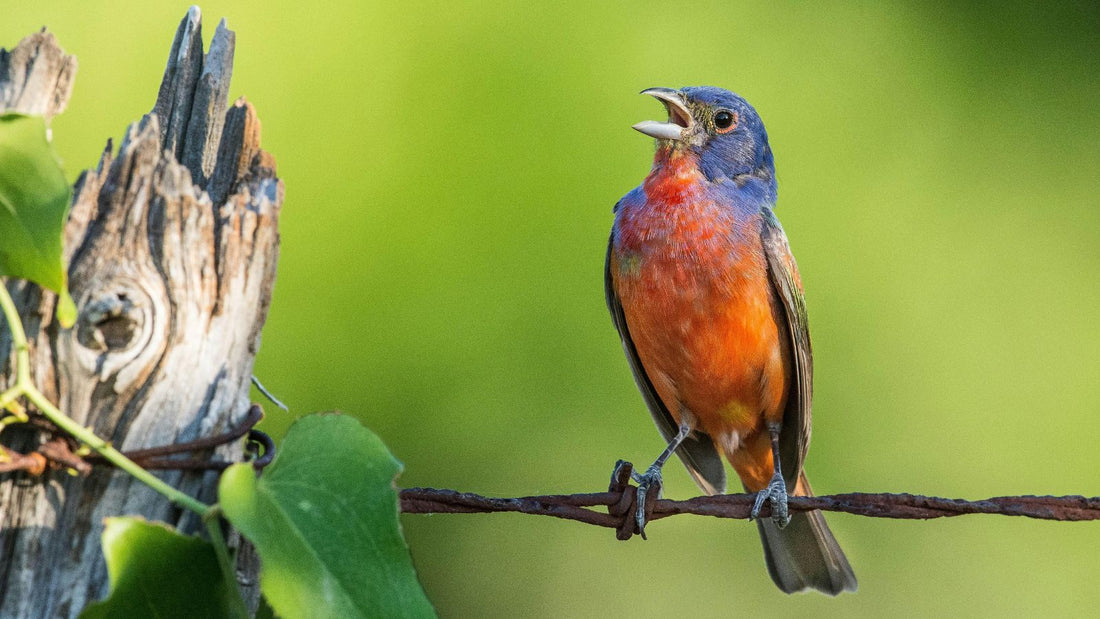 What Your Bird’s Vocalizations Mean