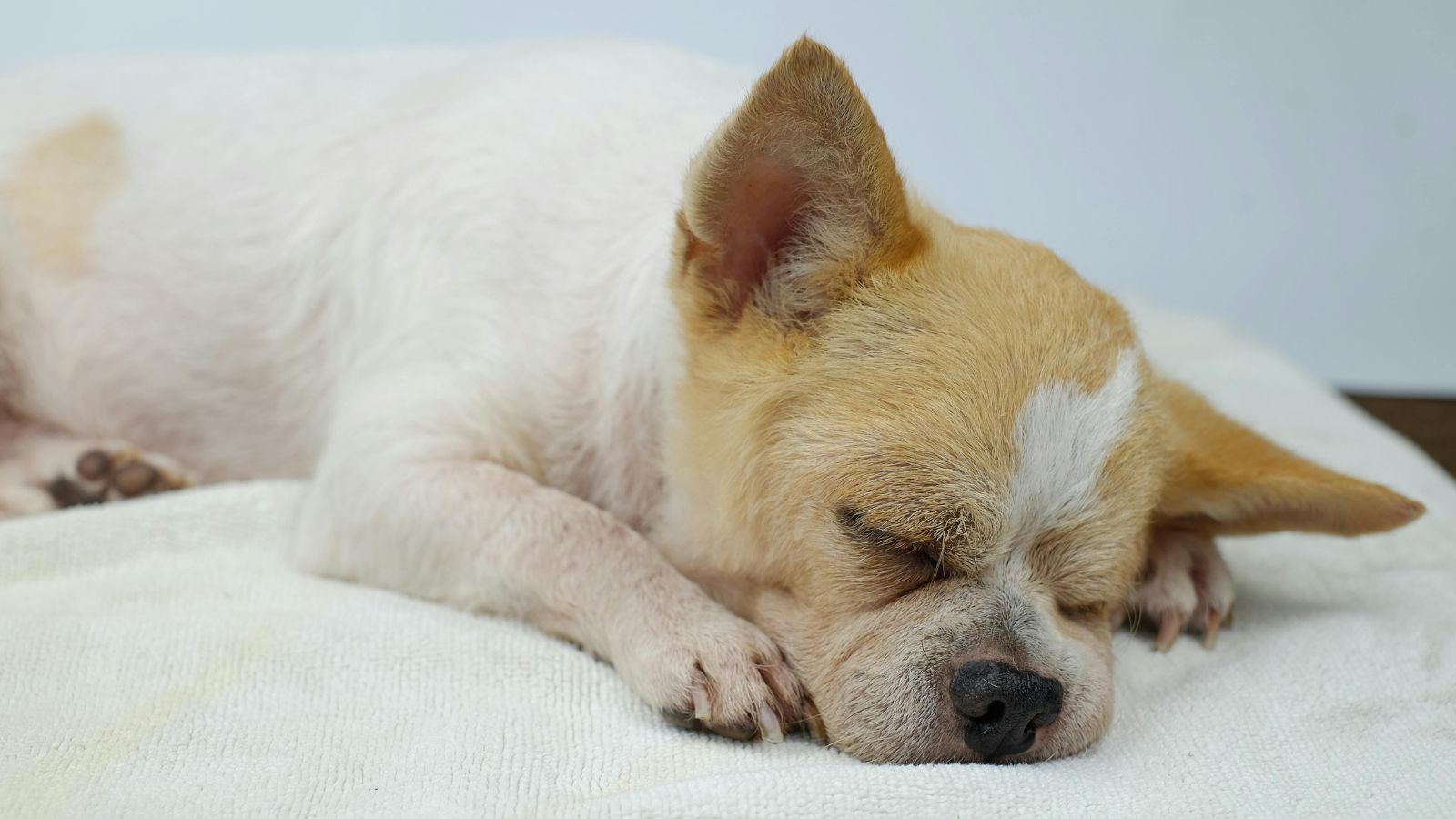 What Your Dog’s Sleeping Position Says About Them