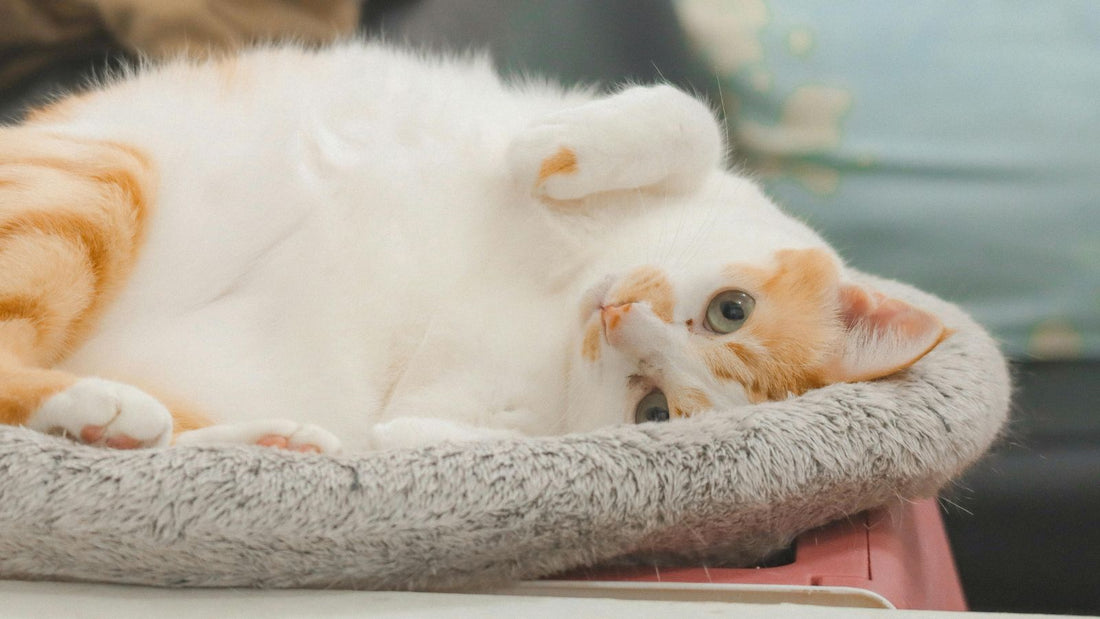 Do Cats Recognize Their Names? The Science Explained