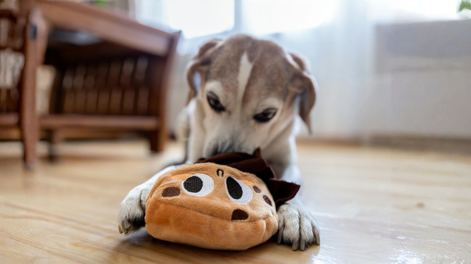 Why Your Dog Brings You Toys