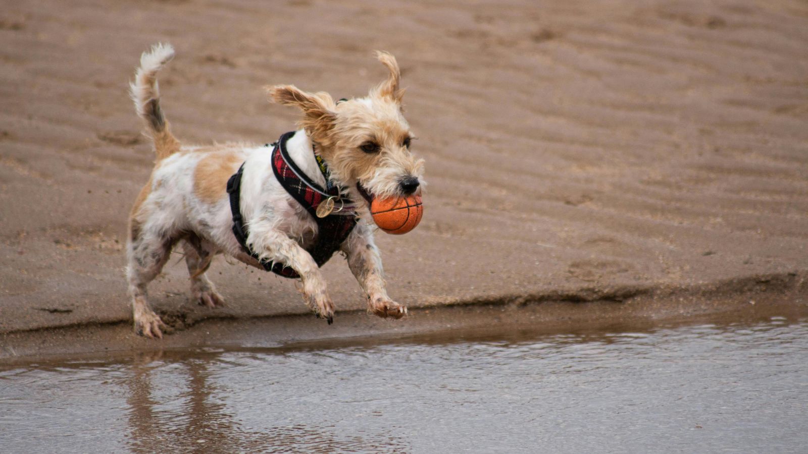 How to Tire Out a High-Energy Dog Without Over-Exercising