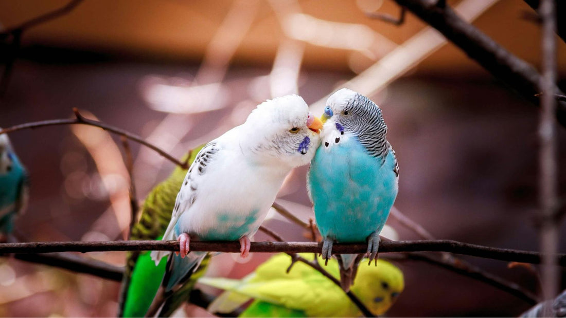 How to Introduce a New Bird to Your Home