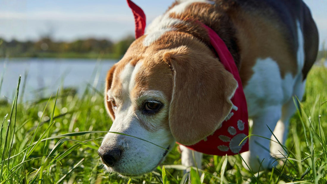 Why Sniffing Is So Important for Your Dog’s Mental Health