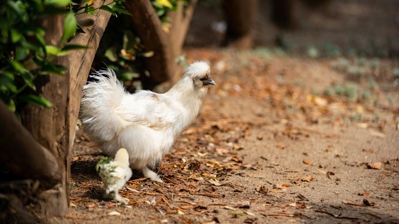 How Much Space Do Backyard Chickens Really Need?