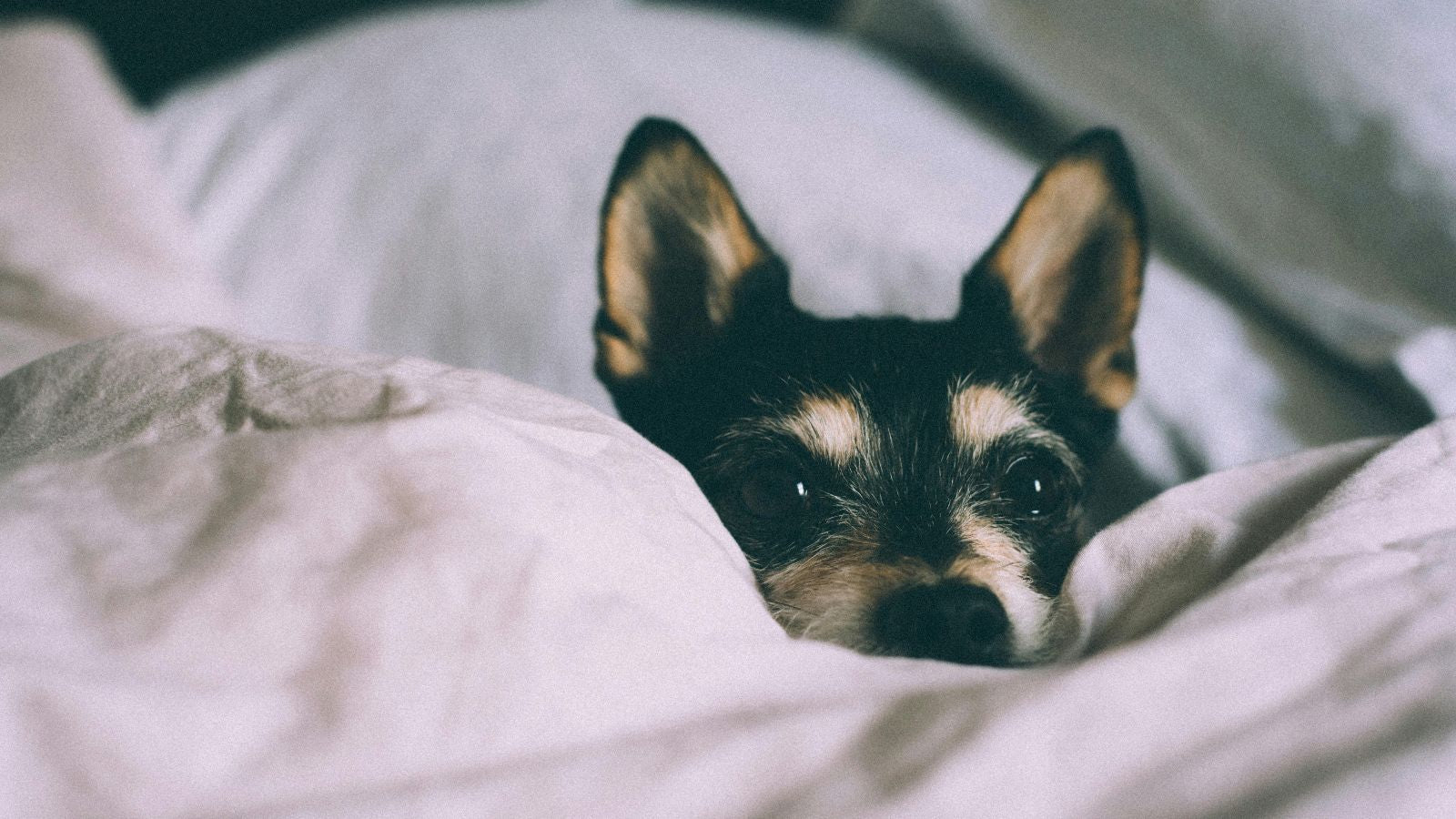 How to Prevent Separation Anxiety in Dogs Before It Ever Starts