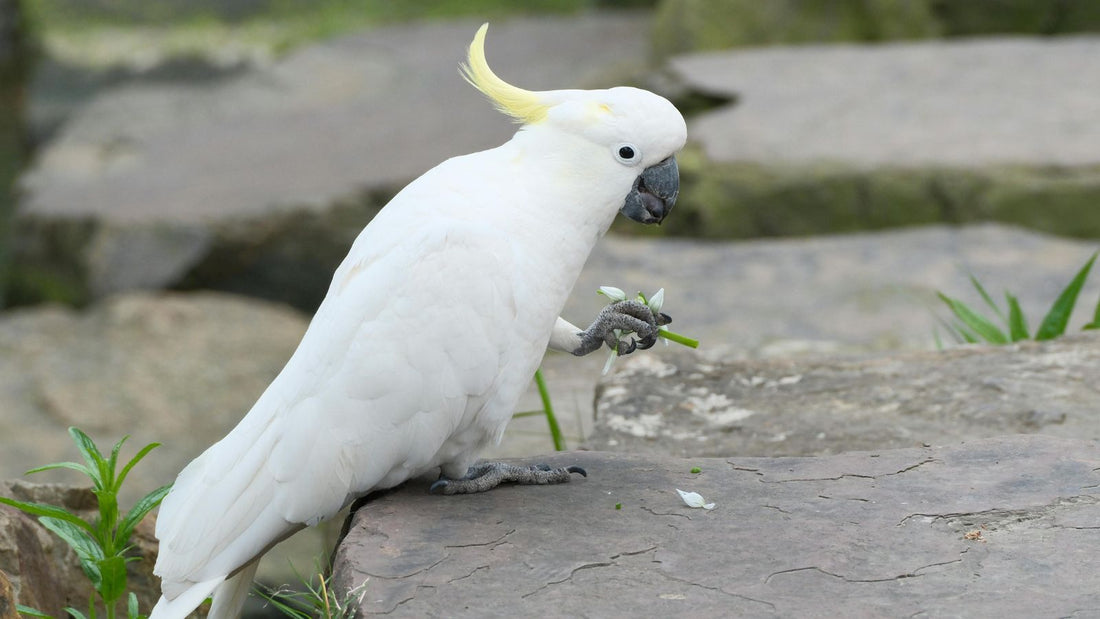 Why a Balanced Diet Matters for Cockatoos?