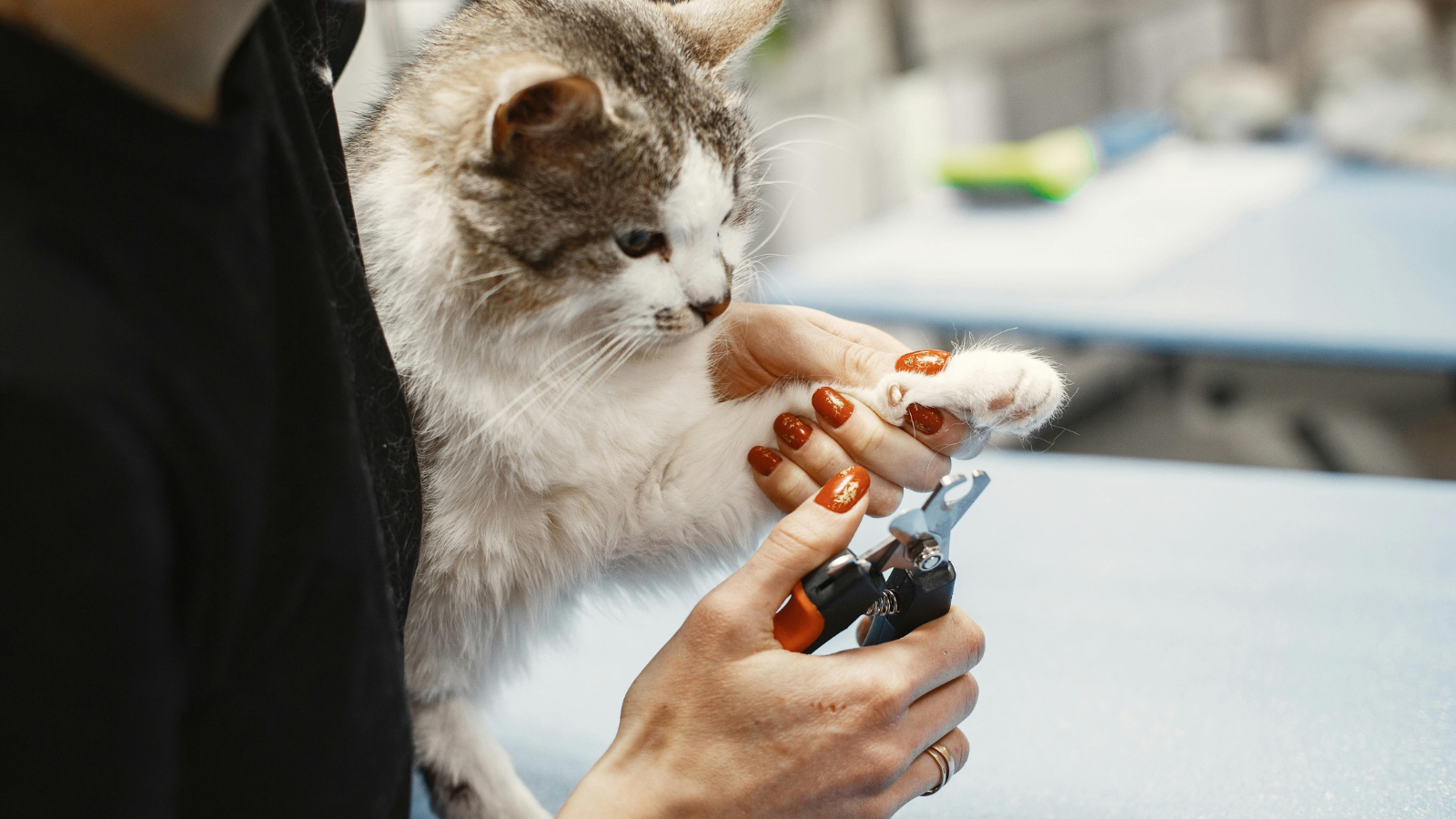 How to Trim Your Cat’s Nails Without Stress or Scratches