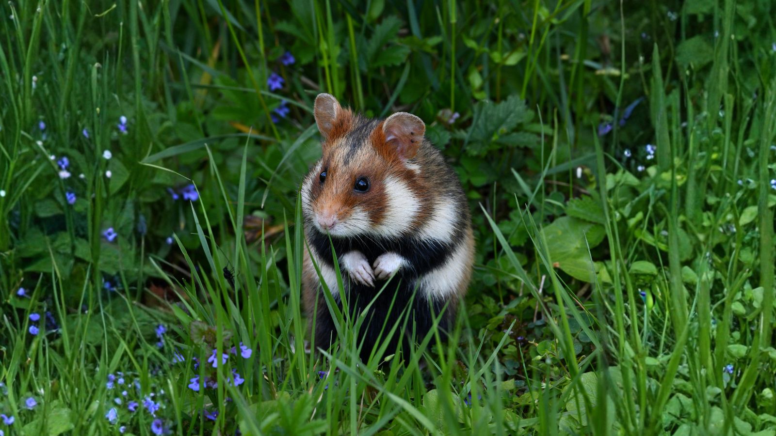 How to Keep Your Hamster Cool in Hot Weather