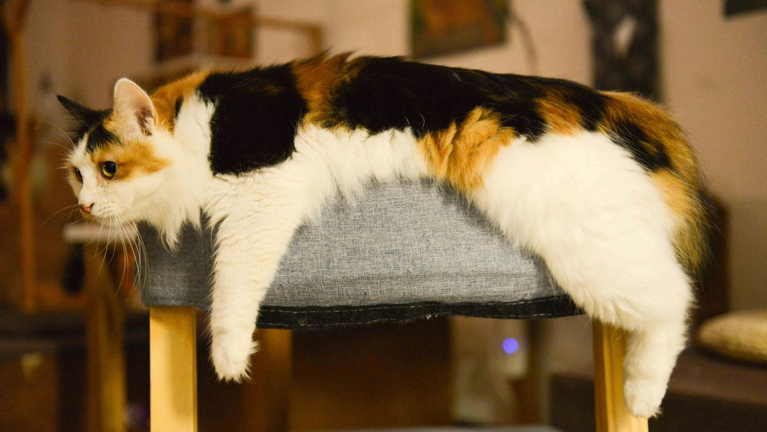 Healthy Weight Range for Cats!
