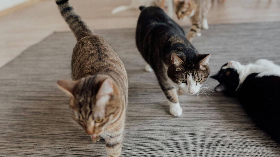 Do Cats Get Lonely? How to Tell If Your Cat Needs a Companion